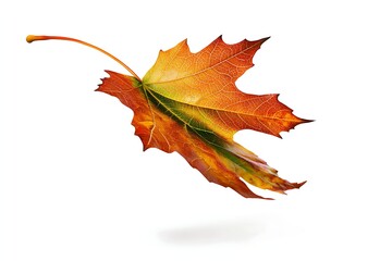 Poster - Autumn maple leaf falling on a white background, vibrant fall foliage, season change
