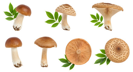 A variety of edible mushrooms displayed with green leaves, showcasing different shapes and textures, ideal for culinary use