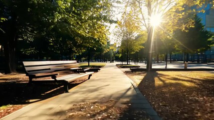 Wall Mural - sunlight filtering through trees, casting long shadows on paved path with benches in serene urban pa
