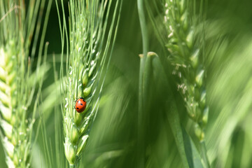 Wall Mural - ladybug sitting on the wheat ears or pods. Unripe green wheat plants growing in large farm field. insects feeding crops in rural villages. agribusiness, farmland. parasites spoil the harvest close-up