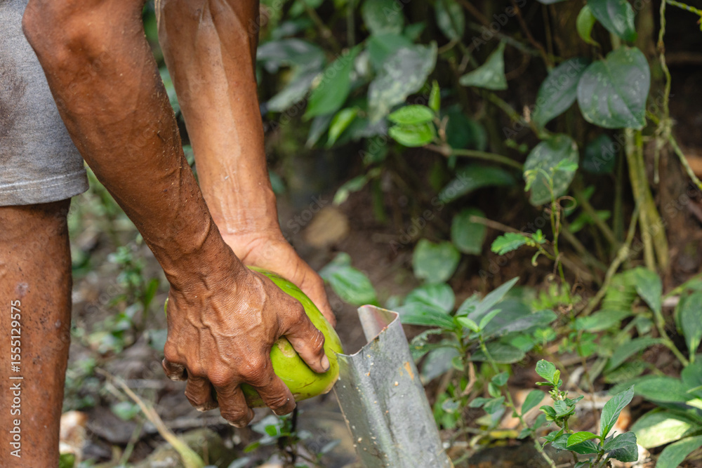 Male hands cutting green coconut in jungle setting
