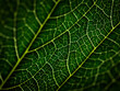 © Luis - dark green leaf macro texture background