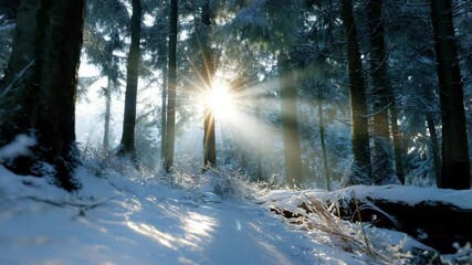Poster - Sun rays break through the snowy forest, creating a magical atmosphere of a winter morning. Ideal for Christmas and holiday themes.