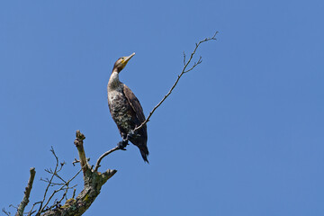 cormorant sits on a dead tree