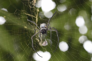 an orb-weaver spider wraps its prey sitting in a coweb
