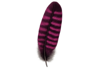 Poster - Magenta feather drifting softly, revealing gentle texture against translucent white space