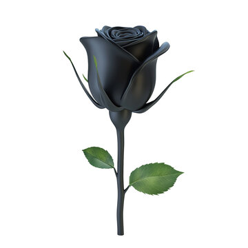 A dark, elegant rose isolated on transparent background.