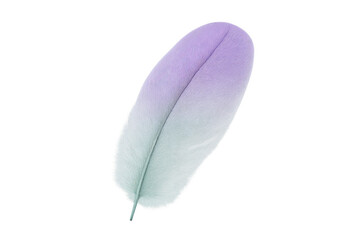Poster - Single gradient feather with transparent background, ideal for graphic projects related to lightness, softness, and nature