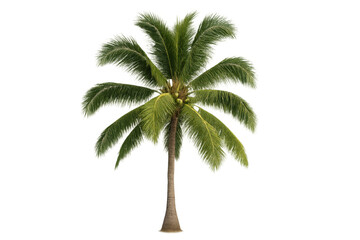 Poster - Realistic 3d rendering of a single coconut palm tree with its characteristic long, green leaves swaying gently, isolated on a transparent background