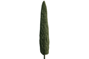 Fototapete - Photorealistic 3d rendering of italian cypress tree, transparently displayed, ideal for architectural visualization and landscape design applications