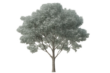 Fototapete - Photorealistic green tree rendering, showcasing lush foliage and detailed branching structure, floating against transparent background for design projects