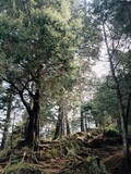 Temukan keajaiban hutan alami yang belum terjamah—akar-akar pohon yang mencuat liar, membentuk jalan setapak magis menuju ketenangan. Diselimuti kabut tipis dan hijaunya pepohonan tinggi. 