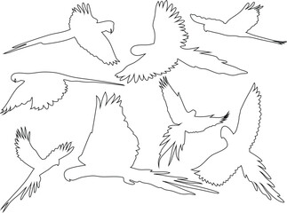 Aufkleber - flying parrot in different style outline vector icons set