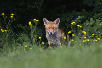 Aufkleber - a red fox sits quietly with an intense gaze at the camera. It is staring through out of focus yellow buttercups
