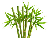 Green Bamboo Stalks with Leaves – Zen Transparent Background PNG Botanical Clipart