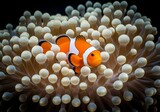 Vibrant Ocellaris Clownfish in Sea Anemone, Underwater Macro Photography, Peaceful Ocean Scene