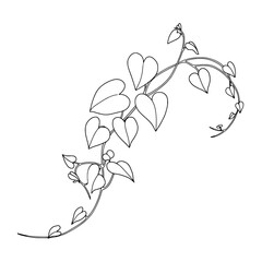 Poster - Elegant Botanical Line Art: A graceful line art illustration of delicate heart-shaped leaves cascading along a swirling vine, an ode to the simple beauty of nature.