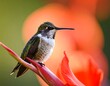 © Vijay - A tiny hummingbird perched on a thin twig with a blurred red background.