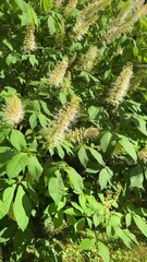 Poster - Aesculus parviflora flowering plant showcasing delicate blossoms amidst vibrant green leaves in a serene outdoor setting