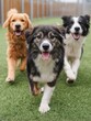 © SerPak - Energetic group of three dogs running on grass outdoors.