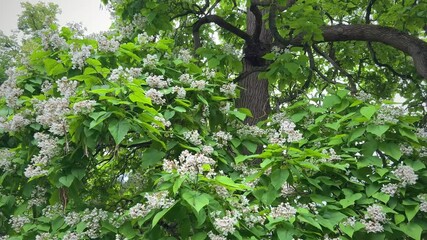 Leinwandbilder - Catalpa bignonioides white flowers blossom among thick green leaves, creating a picturesque display in the peaceful garden setting on a spring day