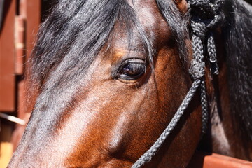 Poster - A close-up shot of a brown horse with a distinctive black mane, ideal for use in equestrian or nature-themed contexts