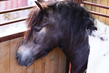 Poster - A close-up view of a horse in a cozy stable environment, great for farm-themed or animal-inspired designs