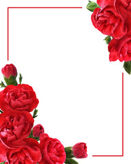 Wall Mural - red carnation flowers with green buds in a corner floral arrangements with frame isolated on white o