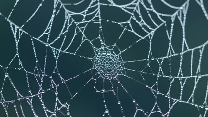 DewKissed Spiderweb Intricate Macro View of Natures Delicate Design.