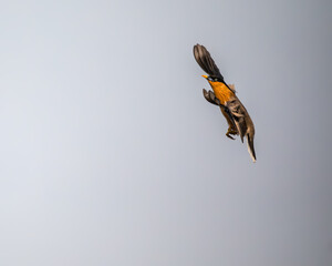 Wall Mural - A Brahminy Starling