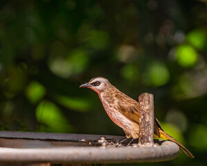 Wall Mural - A Yellow vented Bulbul