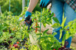 © Valerii Honcharuk - Woman watering tomato plants on raised garden bed with hose