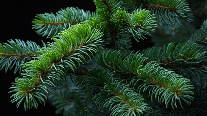 Poster - Green Fir Tree Branches With Fresh Needles Highlighted Against a Dark Background During Early Morning Light in a Forest
