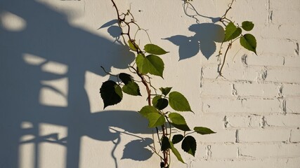 Poster - Shadows of Climbing Vines on a White Brick Wall During Golden Hour in an Urban Garden