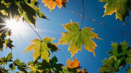 Poster - Bright Autumn Leaves Sway Gently Under a Blue Sky While Sunshine Filters Through, Marking the Beauty of the Changing Seasons in Nature