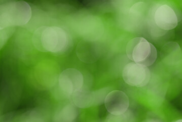 Wall Mural - Blurred natural background defocus light. Defocused greenery.
