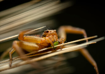 Wall Mural - Spider. Close up nature. Nature background. 