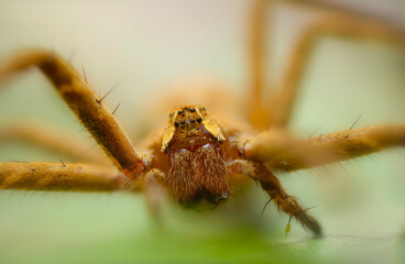 Wall Mural - Spider. Close up nature. Nature background. 