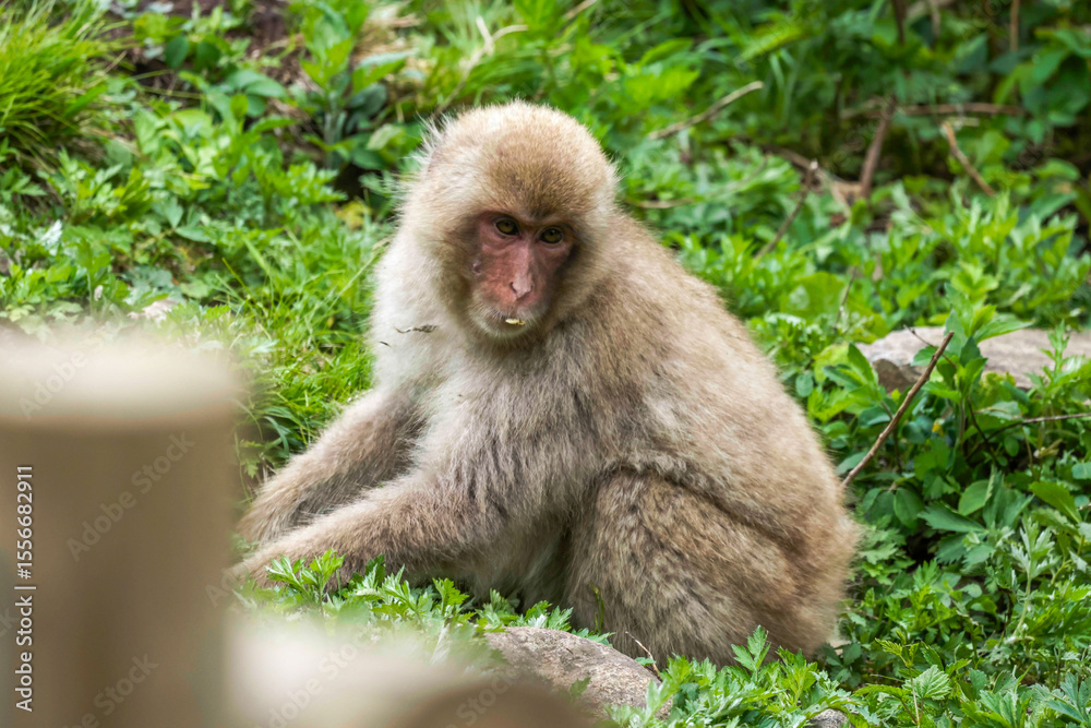 Beautiful Japanese Macaque at Jigokudani monkey park in Nagano Japan ...