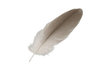 Poster - Single feather with white and brown colors floating on a transparent background, perfect for graphic design projects