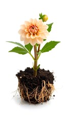 Poster - Isolated potted dahlia flower on white background with bright and colorful appearance