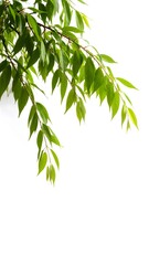 Poster - Isolated weeping cherry branch with beautiful blooms on a clean white background