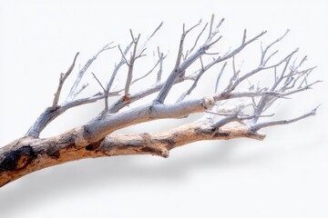 Aufkleber - Dry leafless tree branch with intricate twigs isolated on a white background for nature, winter, and landscape photography