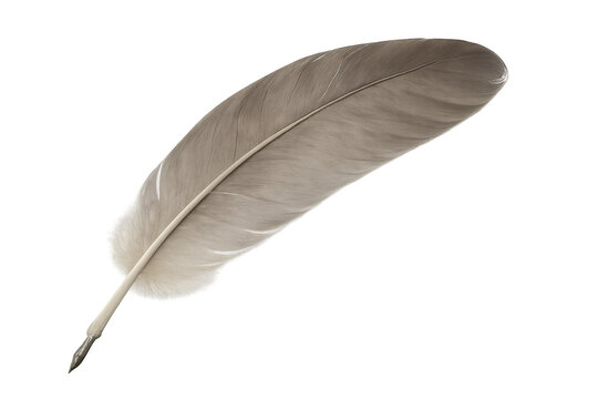 Vintage quill pen lying on clear surface, symbolizing traditional writing craft with graceful silhouette and nostalgic literary charm