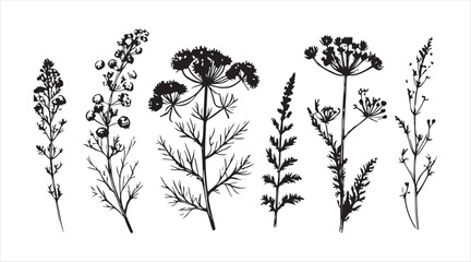 Fototapete - Dill plants, a floral arrangement featuring wild plants, sketch of a floral card, hand-drawn vector art
