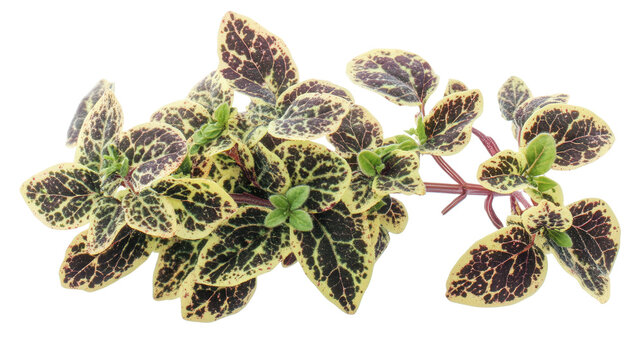 Speckled oregano with spotted patterns, Transparent background, PNG file