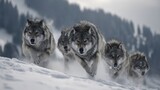 雪の中を駆けるオオカミの群れ | Pack of wolves running in the snow