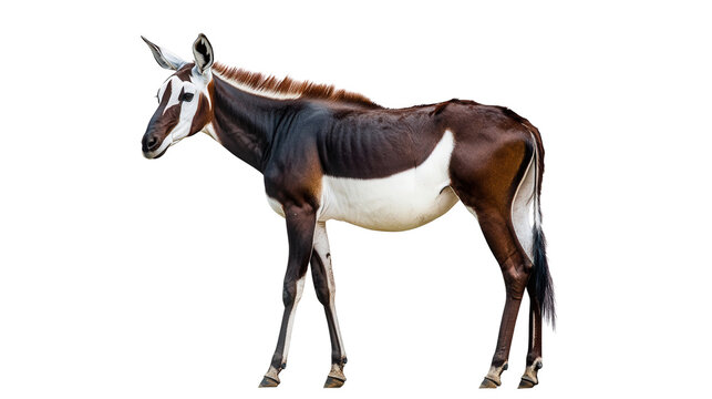 Striking okapi standing still Transparent background, PNG file