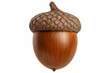 © Krtola  - Close-up of a ripe acorn still wearing its textured cap, isolated on a transparent background, ready for compositing
