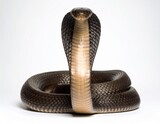 close up of a snake on a white background